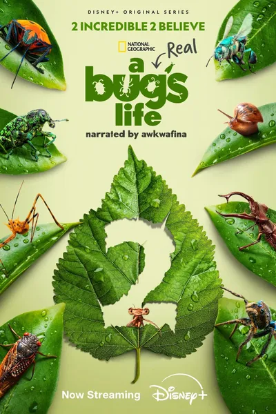 A Real Bug's Life