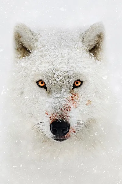 Hostile Planet