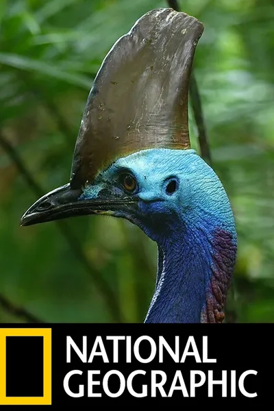 Dino Bird