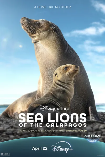 Sea Lions of the Galapagos