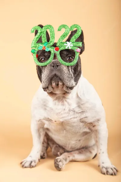 Dogs of the Year 2022