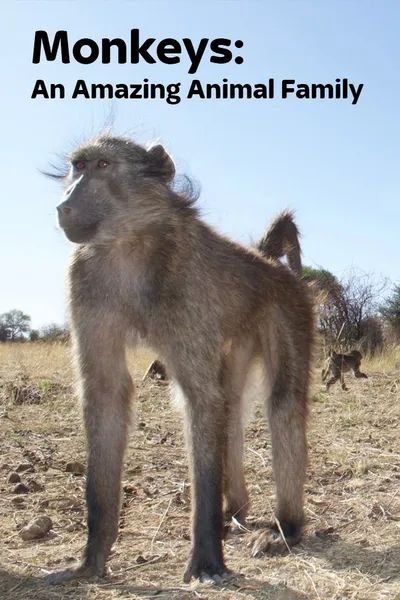 Amazing Monkeys
