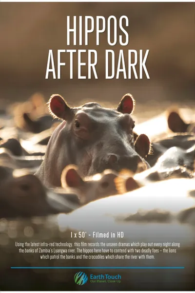 Hippos After Dark